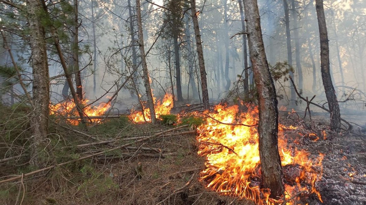 Sivas Valiliği, Orman Yangınlarına Karşı Uyardı