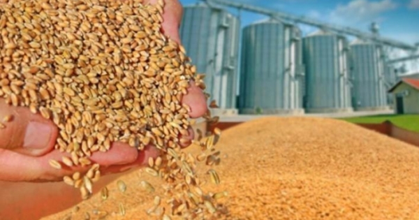 68 milyon liralık buğday çalındı!