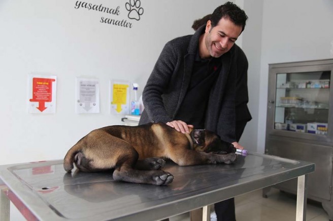 Cane Corso Cinsi Köpeğin İşitme Kaybı Olduğu Anlaşıldı