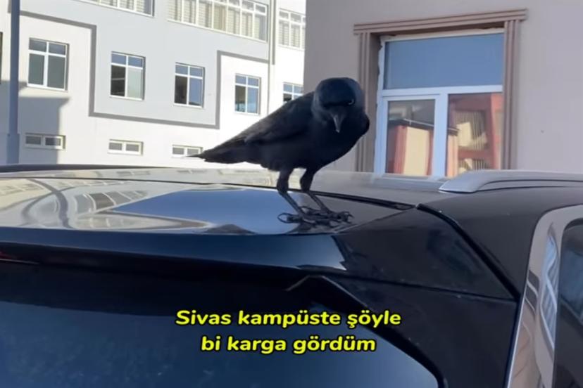 Çalınan Papağan İçin Şikayette Bulundu, Azra’nın Videosu Viral Oldu