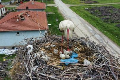 Onlar da Anne… Yanan Yuvayı Yumurtaları İçin Terk Etmedi