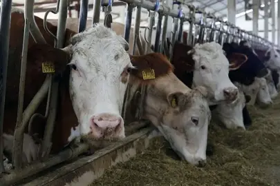 Sivas'ta Hayvan Pazarları İkinci Bir Talimata Kadar Kapatıldı