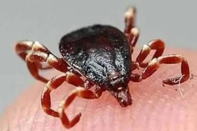 Sivas'ta Kene Alarmı: Vatandaşlardan Kurumlara Çağrı!