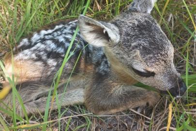Yavru Karaca Annesine Kavuştu