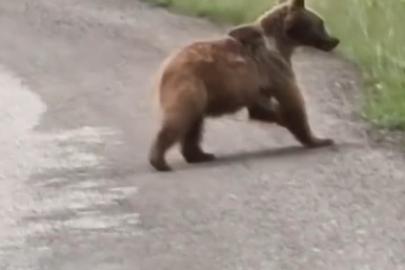 Yiyecek arayan yavru ayı, cep telefonuyla görüntülendi
