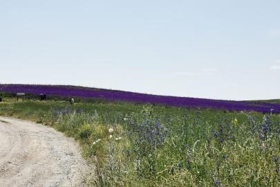 Yol Kenarındaki Güzellik Görenleri Hayran Bırakıyor
