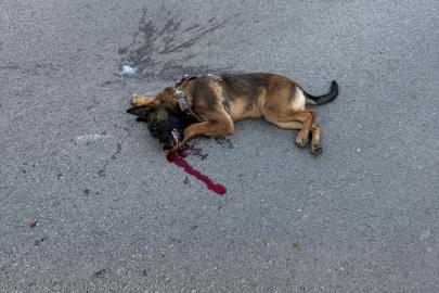 Sivas’ta Vicdansızlık: Köpeğe Çarpıp Kaçtı!