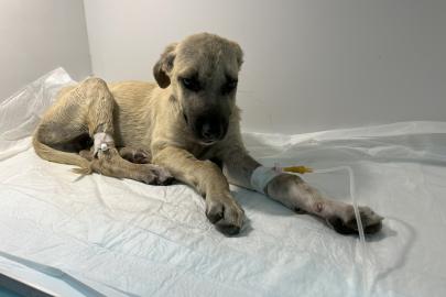 "Yaşaması zor bir ihtimaldi ama direndi.