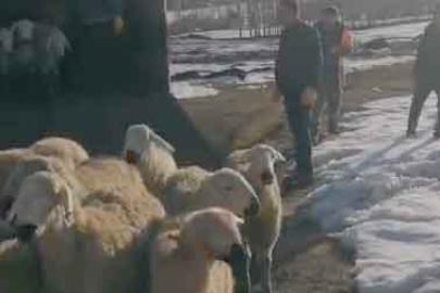 Telef Olan Hayvanların Yerine 45 Koyun Teslim Edildi